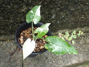 白斑　アロカシア・オドラ　斑入りクワズイモ　Alocasia odora 2