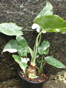 白斑　アロカシア・オドラ　斑入りクワズイモ　Alocasia odora 5