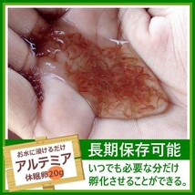 ホウネンエビモドキの卵 20g 休眠卵 耐久卵 乾燥卵 生餌 生き餌 生エサ 生きエサ 活餌 活き餌 活エサ 活きエサ アルテミア シーモンキー_画像1