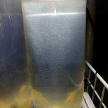 ゾウリムシ培養セット 培養方法付 ゾウリムシ種水約60mlと餌500mlペットボトル20本分 金魚 メダカ 熱帯魚 毛仔 稚魚 ビーシュリンプ の餌に_画像3