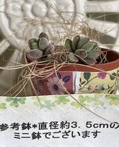 ★多肉植物*オシャレなレモータ ２カット＊カット苗＊可愛い寄せ植えに♪送料７３円_画像3