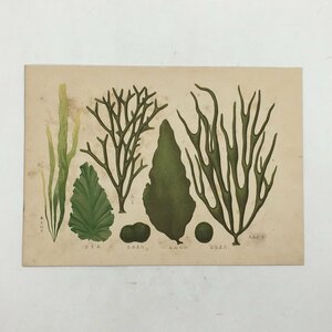 【多色刷石版画】 海藻類　あおさ　青のり　ヒラミル　ナガミル　タマミル　　ボタニカルアート　植物画　日本　戦前　　