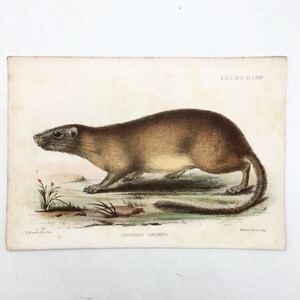 【多色刷石版画】 LONCHERES CANICEPS　トゲネスミ　R. Mintern 画　1876　博物画　動物　哺乳類　イギリス　h1y2