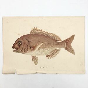 【多色刷石版画】 マダイ　　博物画　真鯛　魚類　生物　日本　戦前　h1y2