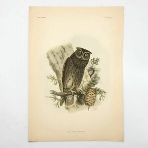 【博物画】 OTUS SCOPS　コノハズク　　フクロウ　Fauna japonica　鳥類　シーボルト　日本動物誌