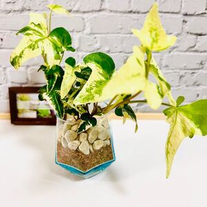 アイビー 希少 ハンギング 送料込 虫がわかない バイオ杉チップ使用 育てやすい 清潔 ハイドロカルチャー 観葉植物 室内 ハワイ
