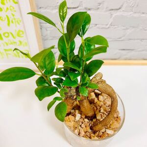 ガジュマル 美形樹◎ 送料込 虫がわかないチップ 清潔 ハイドロカルチャー 観葉植物 室内