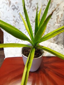 観葉植物 高さ約40センチ