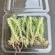 セダム１パック分カット苗　斑入りパリダム 多肉植物_画像2