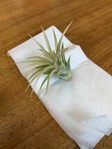 1円スタート！Tillandsia ionantha ’Albo-marginata’ チランジア　イオナンタ アルボマルギナータ アルボマージナータ　エアープランツ_画像2