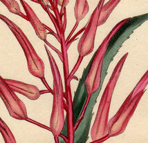 1805年 手彩色 銅版画 Curtis Botanical Magazine No.824 パイナップル科 ピトカイルニア属 Pitcairnia bromeliaefolia_画像2