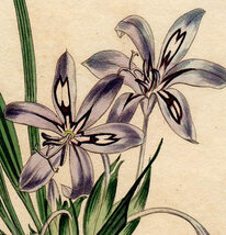 1803年 手彩色 銅版画 Curtis Botanical Magazine No.638 アヤメ科 バビアナ属 Babiana spathacea_画像2