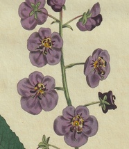 1805年 手彩色 銅版画 Curtis Botanical Magazine No.885 ゴマノハグサ科 モウズイカ属 Verbascum phoeniceum_画像2