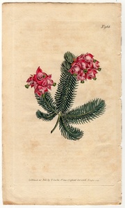 1806年 手彩色 銅版画 Curtis Botanical Magazine No.966 ツツジ科 エリカ属 Erica elegans