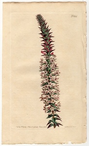 1805年 手彩色 銅版画 Curtis Botanical Magazine No.844 ツツジ科 エパクリス属 Epacris pungens