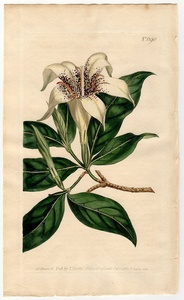1803年 手彩色 銅版画 Curtis Botanical Magazine No.690 アカネ科 ロスマンニア属 Gardenia rothmannia