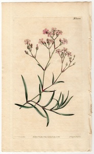 1810年 手彩色 銅版画 Curtis Botanical Magazine No.1281 ナデシコ科 ギプソフィラ属 Gypsophila prostrata