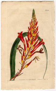 1805年 手彩色 銅版画 Curtis Botanical Magazine No.856 パイナップル科 ピトカイルニア属 Pitcairnia latifolia