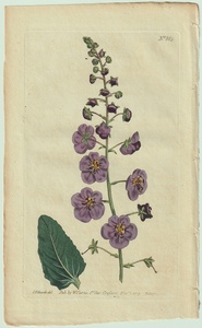 1805年 手彩色 銅版画 Curtis Botanical Magazine No.885 ゴマノハグサ科 モウズイカ属 Verbascum phoeniceum