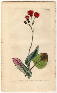 1802年 手彩色 銅版画 Curtis Botanical Magazine No.564 キク科 エミリア属 Cacalia coccinea