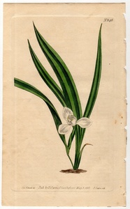 1803年 手彩色 銅版画 Curtis Botanical Magazine No.646 アヤメ科 キプラ属 Marica paludosa