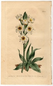 1803年 手彩色 銅版画 Curtis Botanical Magazine No.653 キジカクシ科 オオアマナ属 Ornithogalum revolutum