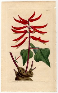 1805 year hand coloring copperplate engraving Curtis Botanical Magazine No.877mame.teigo.Erythrina herbacea