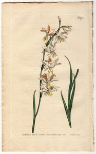 1802年 手彩色 銅版画 Curtis Botanical Magazine No.573 アヤメ科 ヘスペランタ属 Ixia radiata