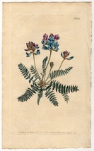 1805年 手彩色 銅版画 Curtis Botanical Magazine No.843 マメ科 オヤマノエンドウ属 Astragalus montanus_画像1