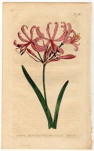 1804年 手彩色 銅版画 Curtis Botanical Magazine No.726 ヒガンバナ科 ネリネ属 Amaryllis humilis