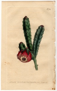 1804年 手彩色 銅版画 Curtis Botanical Magazine No.724 キョウチクトウ科 ケロペギア属 Stapelia revoluta 多肉植物