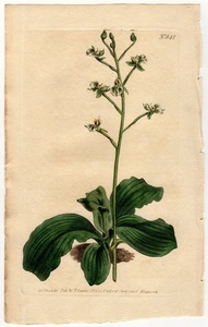 1805年 手彩色 銅版画 Curtis Botanical Magazine No.842 ラン科 ポンチエワ属 Neottia glandulosa