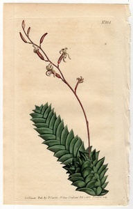 1805年 手彩色 銅版画 Curtis Botanical Magazine No.814 ツルボラン科 ハオルチオプシス属 Aloe viscosa 多肉植物