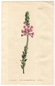 1813年 手彩色 銅版画 Curtis Botanical Magazine No.1556 ゴマノハグサ科 フレイリニア属 Capraria undulata