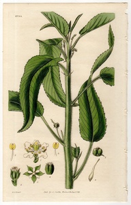 1828年 手彩色 銅版画 Curtis Botanical Magazine No.2794 トウダイグサ科 カペロニア属 Croton castaneifolium