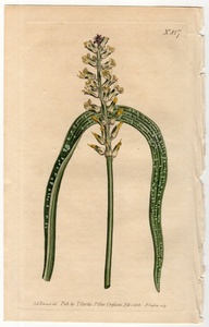 1805年 手彩色 銅版画 Curtis Botanical Magazine No.817 キジカクシ科 ラケナリア属 Lachenalia pustulata