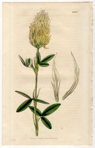 1827年 手彩色 銅版画 Curtis Botanical Magazine No.2790 マメ科 トリフォリウム属 ハンガリアンクローバー Trifolium olympicum