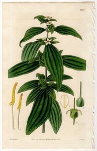 1828年 手彩色 銅版画 Curtis Botanical Magazine No.2836 ノボタン科 カエトガストラ属 Chaetogastra lanceolata