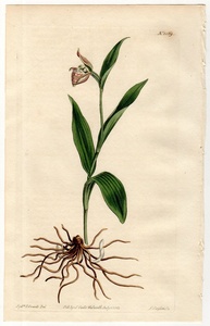 1813年 手彩色 銅版画 Curtis Botanical Magazine No.1569 ラン科 アツモリソウ属 Cypripedium arietinum