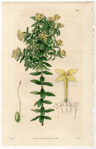 1827年 手彩色 銅版画 Curtis Botanical Magazine No.2761 ジンチョウゲ科 グニディア属 Gnidia tomentosa
