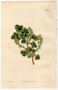 1813年 手彩色 銅版画 Curtis Botanical Magazine No.1583 スグリ科 スグリ属 Ribes resinosum