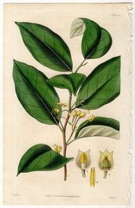 1827年 手彩色 銅版画 Curtis Botanical Magazine No.2756 No.2757 ニクズク科 ニクズク属 ニクズク Myristica officinalis ナツメグ 2枚