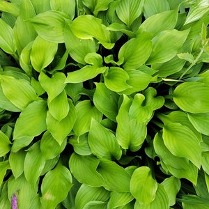 【抜き苗】 ギボウシ 緑 4芽 B