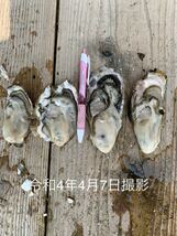 九十九島かき　6キロ（滅菌処理済み）　真牡蠣　殻付き牡蠣　（8〜11個/kg）　在庫一掃_画像3