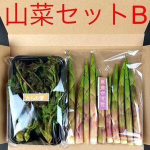 【山菜セットB】新潟県産たらの芽 根曲がり竹