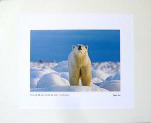 POLAR BEAR,OURS BLANC/CANADA Denni's Fast／北極クマ写真■送140