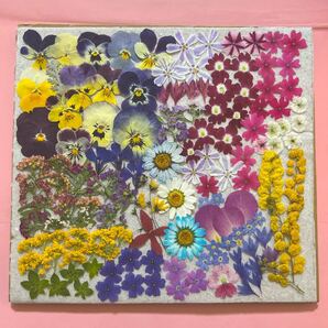 押し花素材 色々アソート No.3