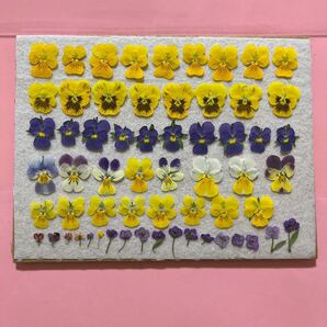 押し花素材 小さなビオラ