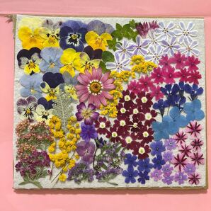 押し花素材 小花アソート