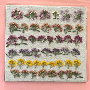 押し花素材 アリッサム